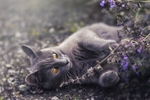 家猫