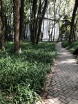 午后的华中科技大学小路风景