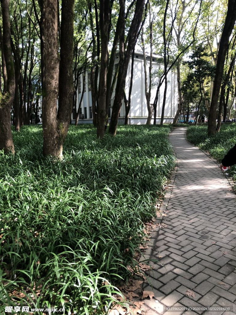 午后的华中科技大学小路风景