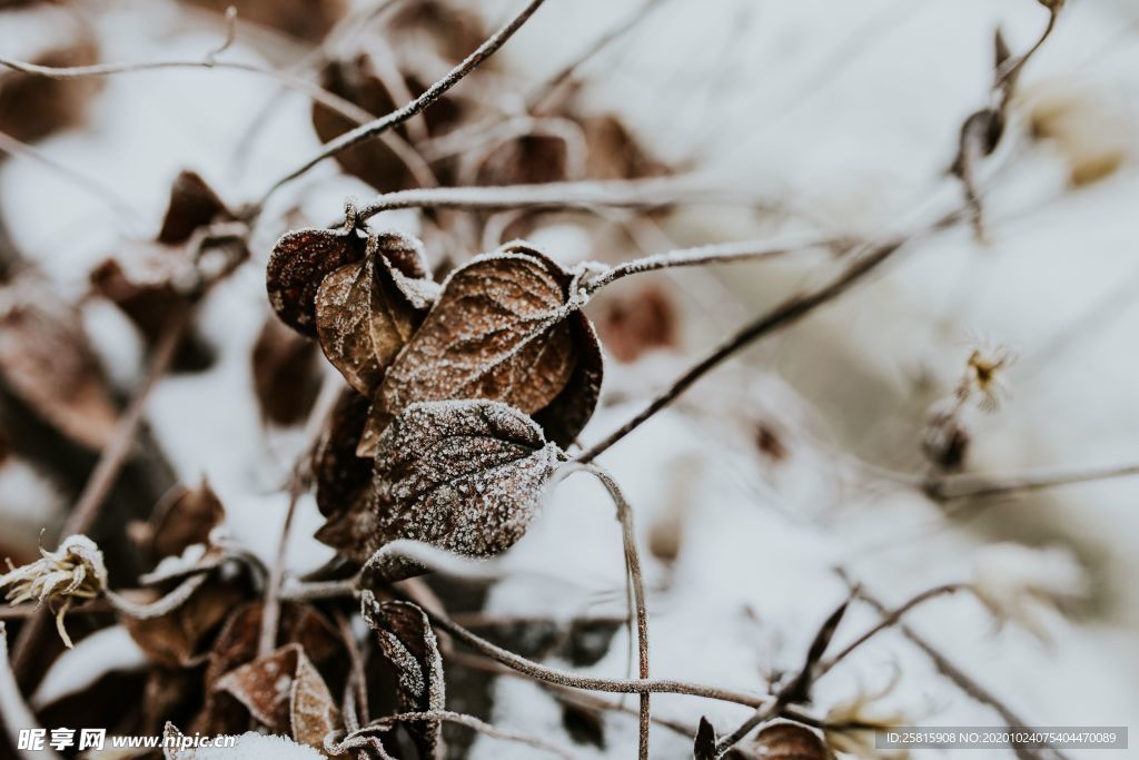 雪后树木