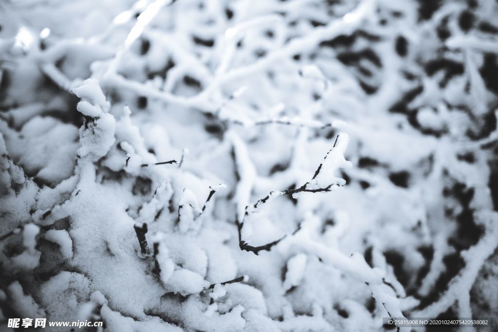 雪后树木