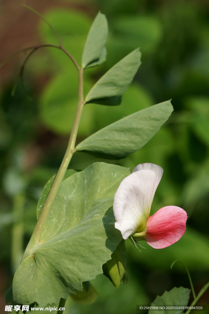 豌豆花