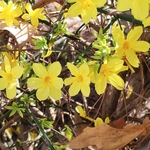 迎春花