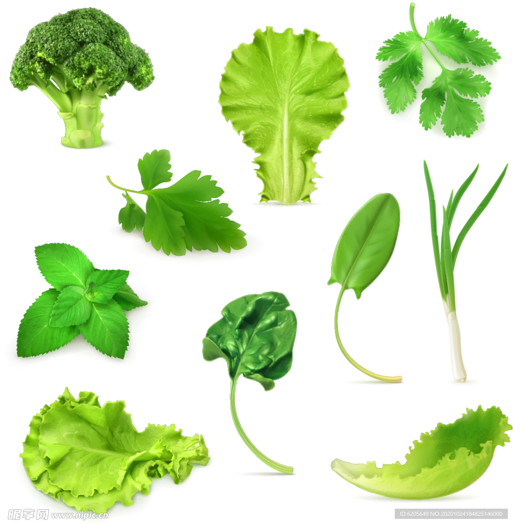 叶片菜叶生菜佐料