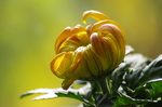 秋天绽放的菊花