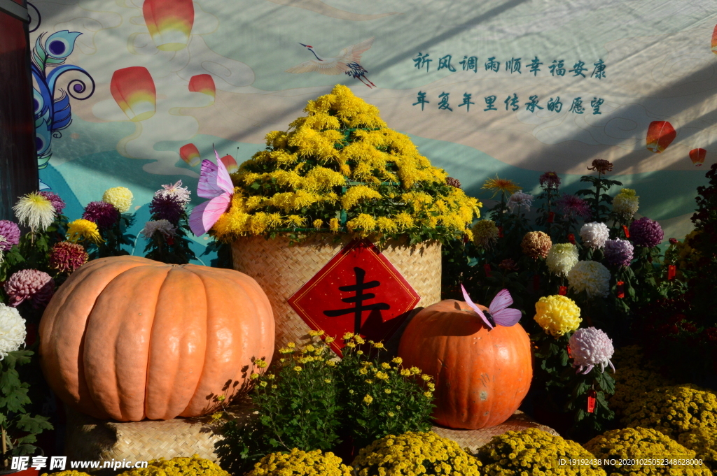 天坛菊花展