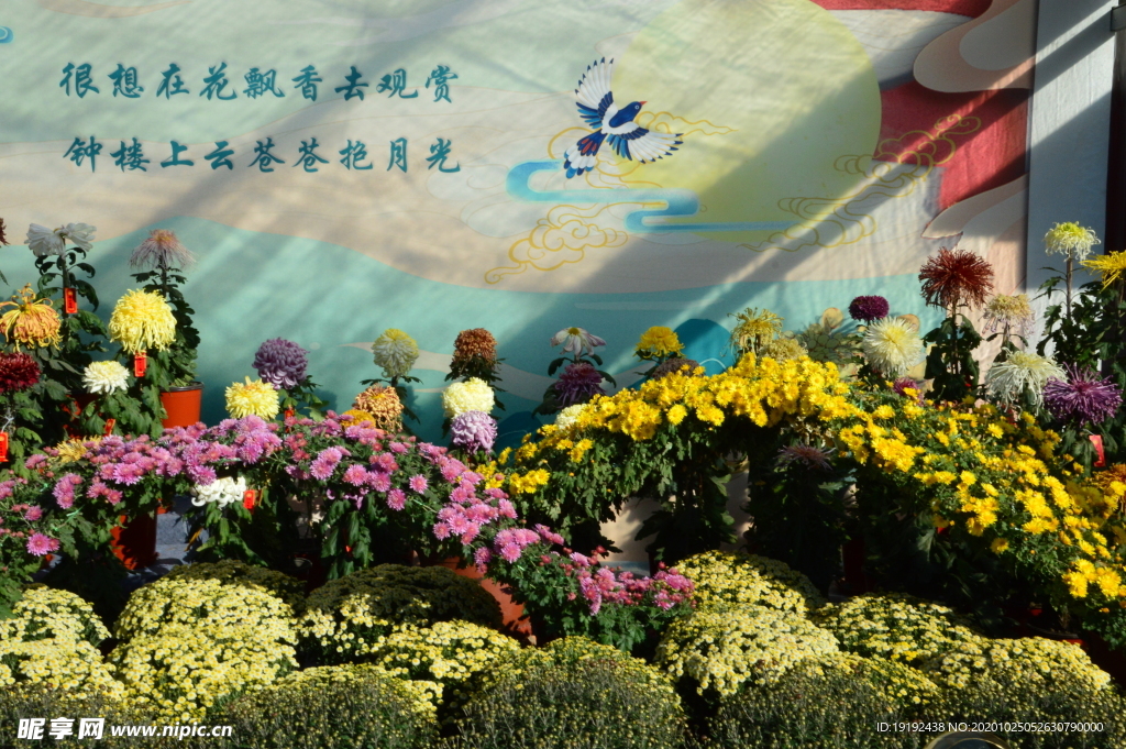 菊花