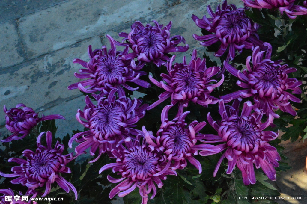菊花