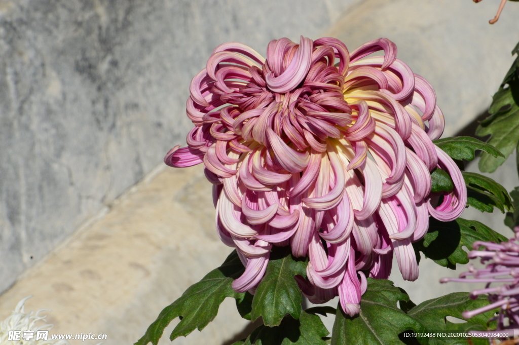 菊花