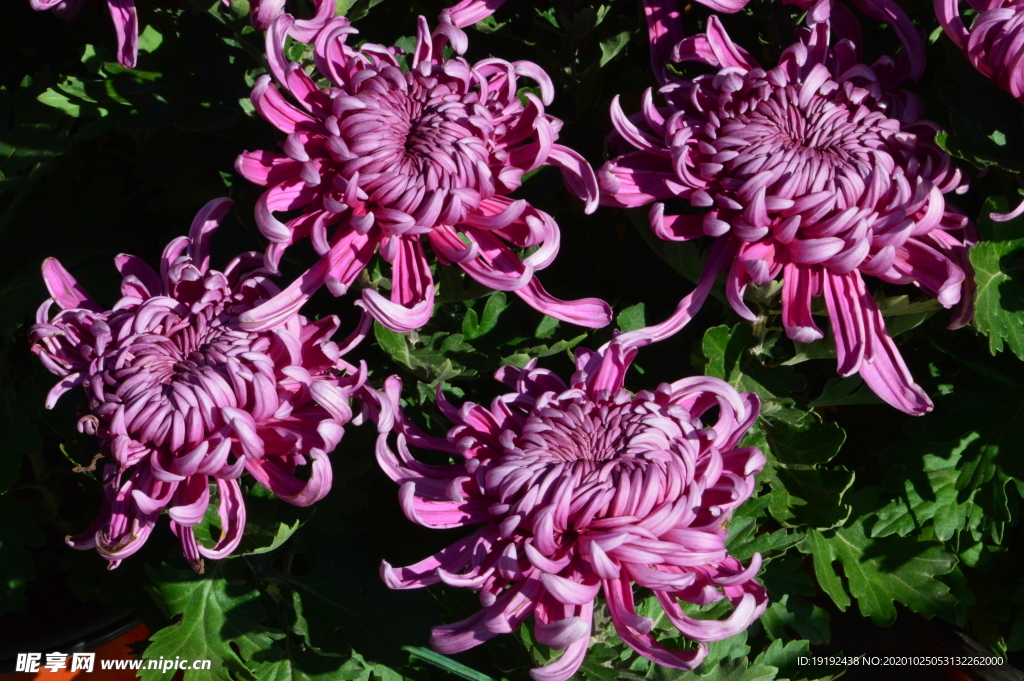 菊花
