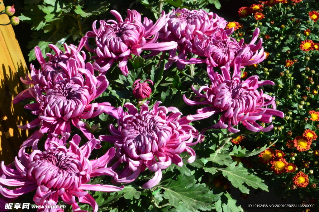 菊花