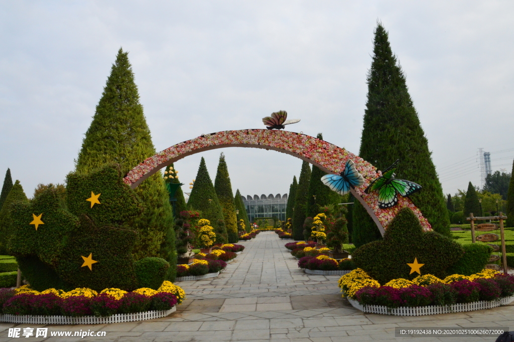 菊花