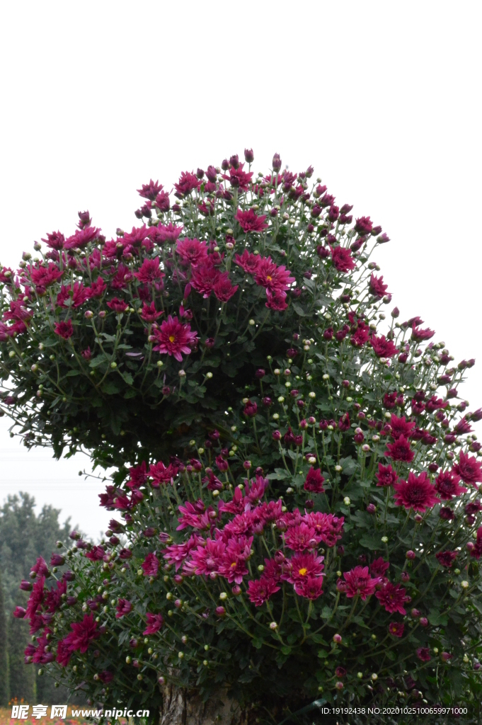 菊花