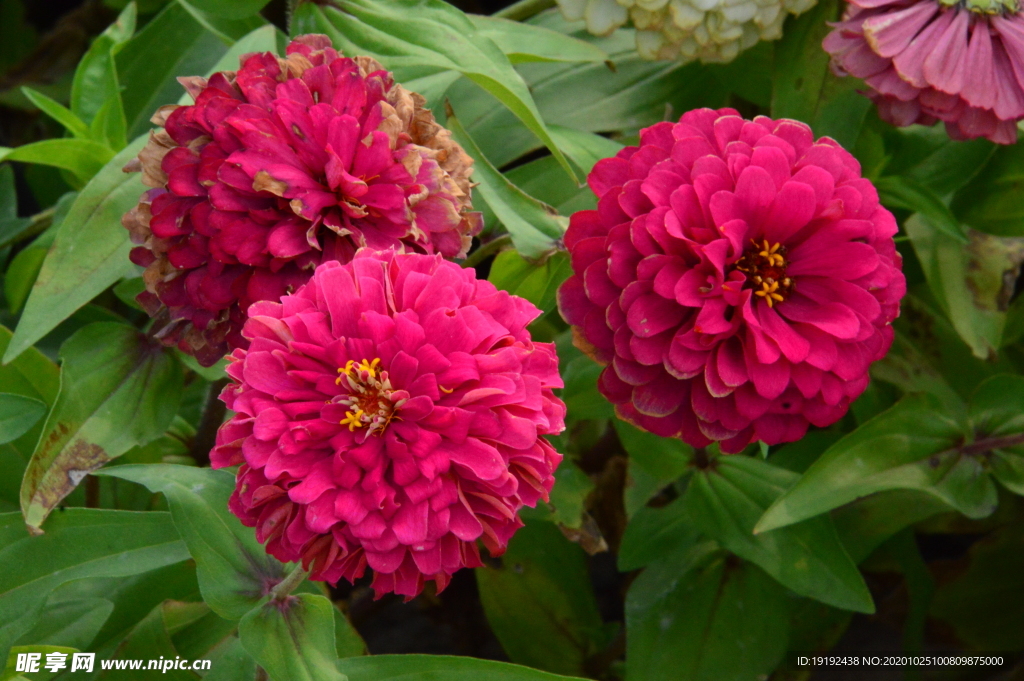 百日菊