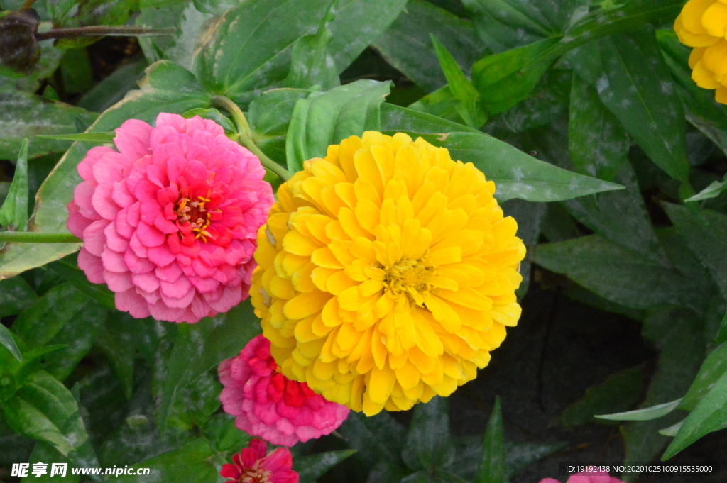 百日菊