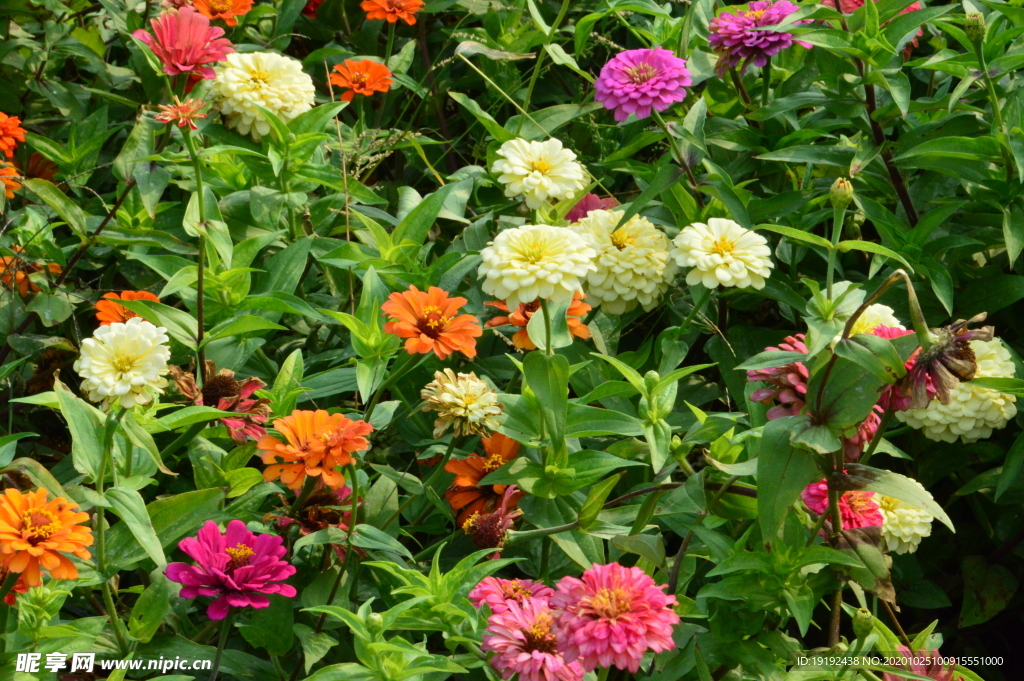 百日菊