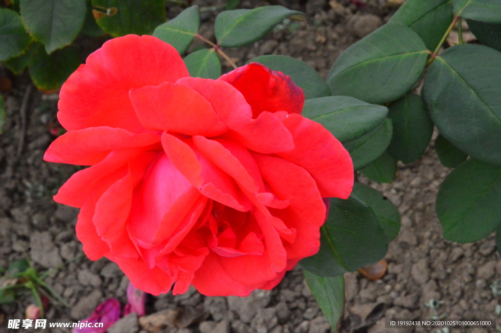 月季花