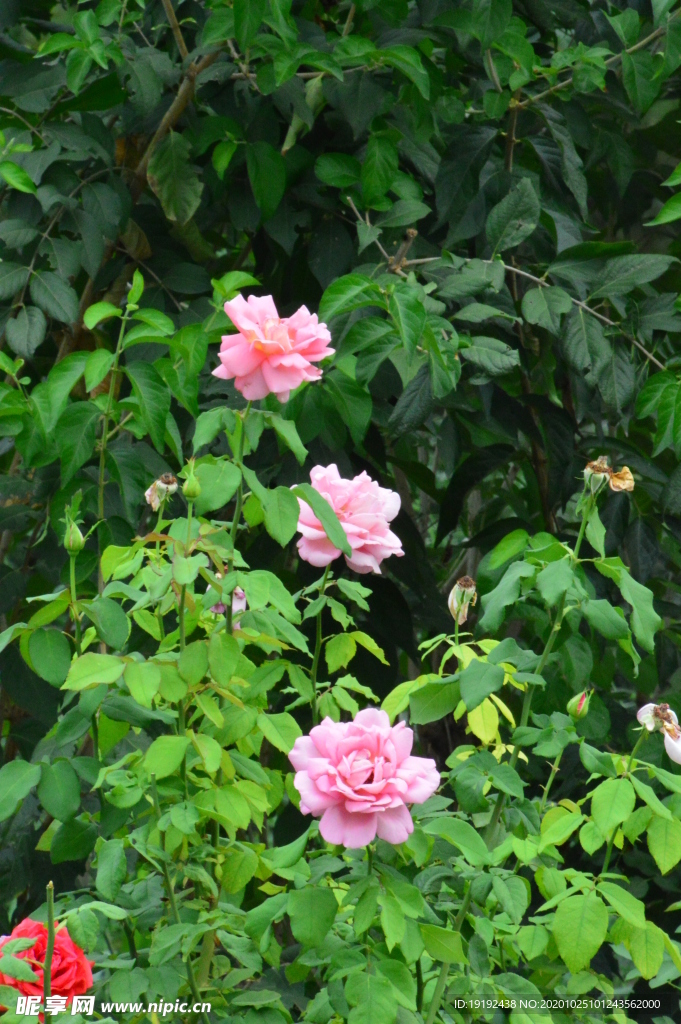 月季花