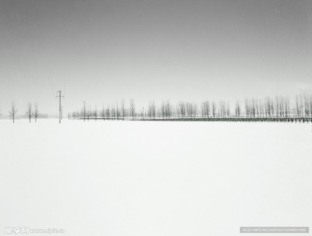 雪松