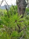 马尾松针叶