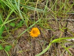 野菊花