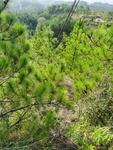 马尾松林