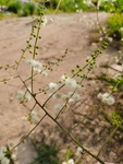 含羞草