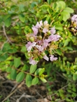 一朵 紫薇花