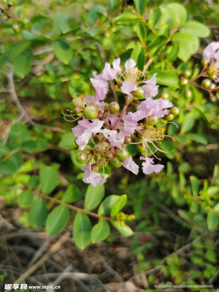 一朵 紫薇花