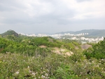 山坡小树林