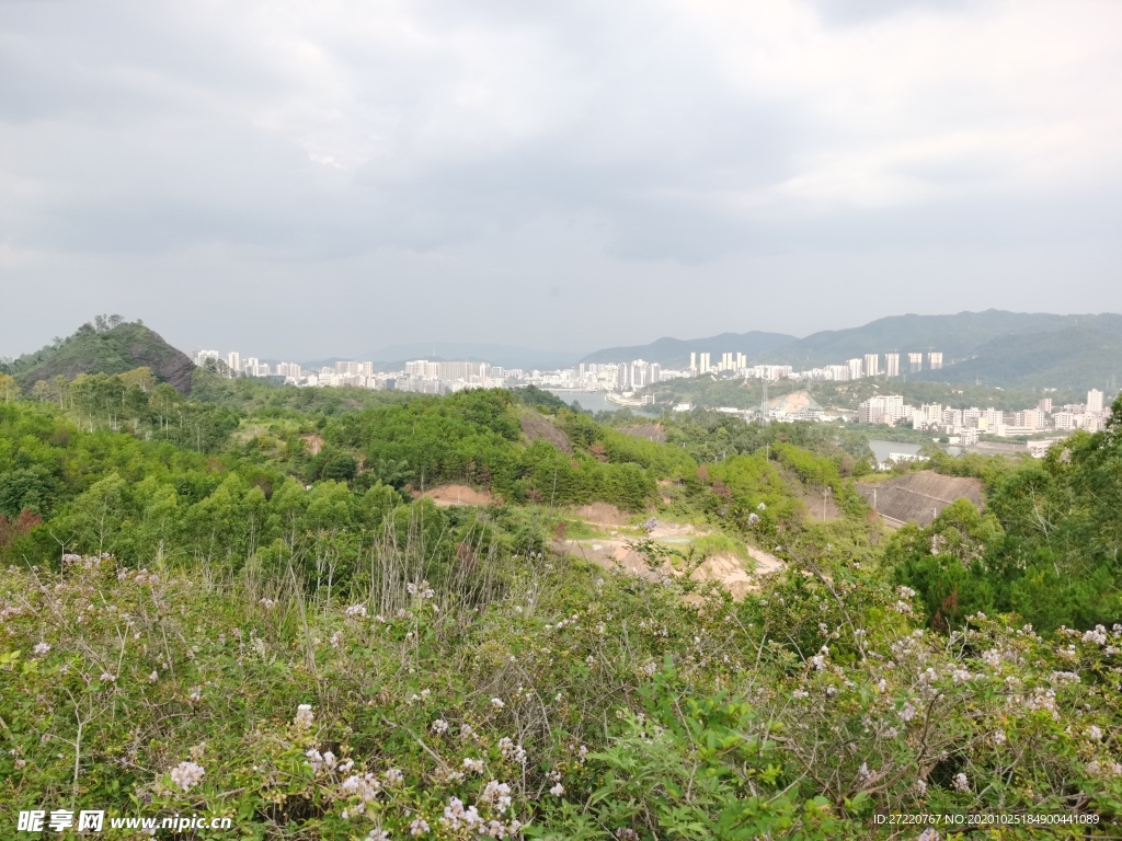 山坡小树林