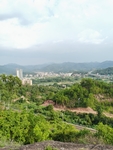 小树林风景
