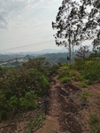 山顶树林