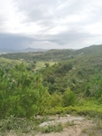 松树林
