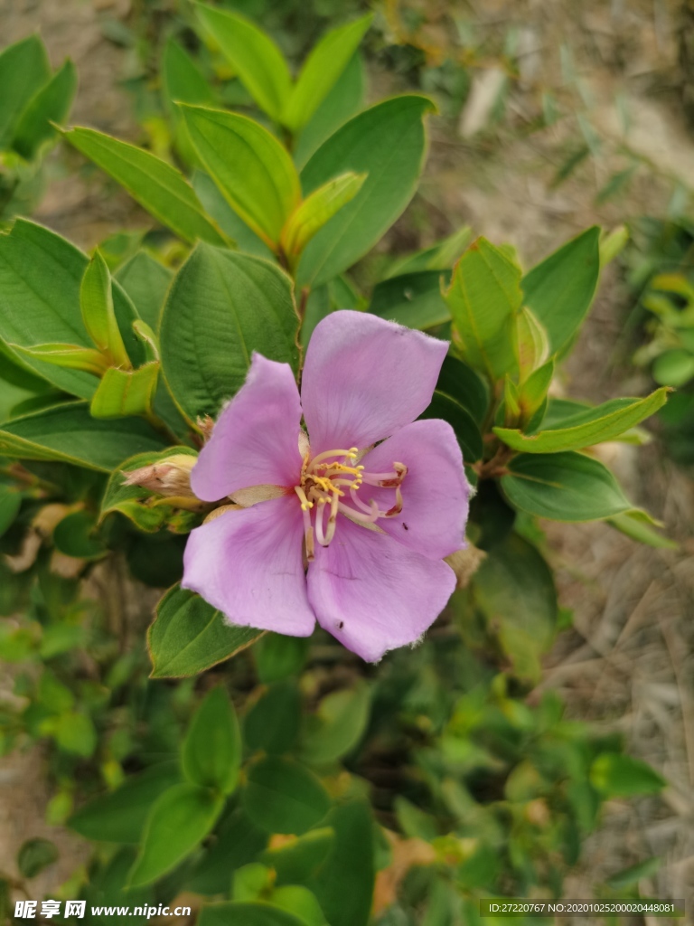一朵紫色毛菍花