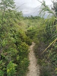 森林羊肠小道