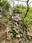 野外紫薇花