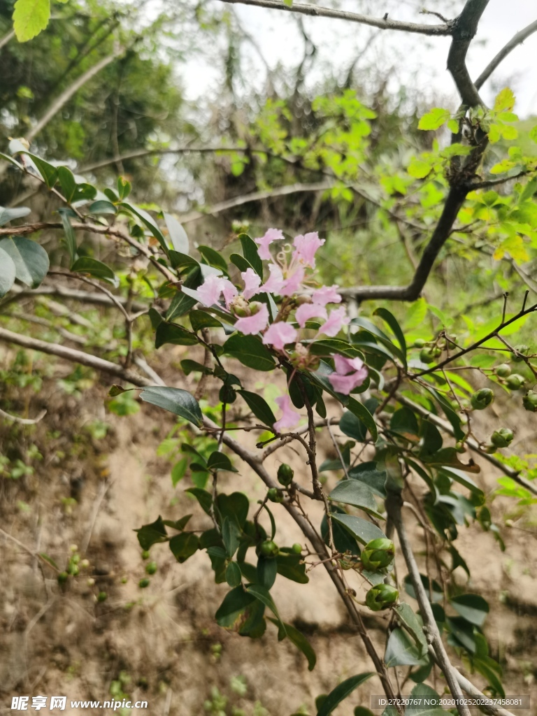 野外紫薇花