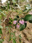 紫薇花