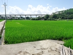 农村田野 风景  水田