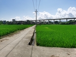 夏天里的水稻田  农村田园风光