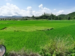 南方农村绿色水田风景
