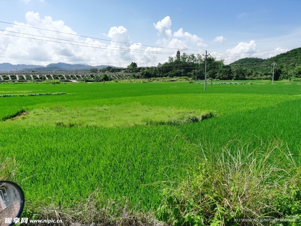 南方农村绿色水田风景