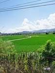 农村水稻种植风景