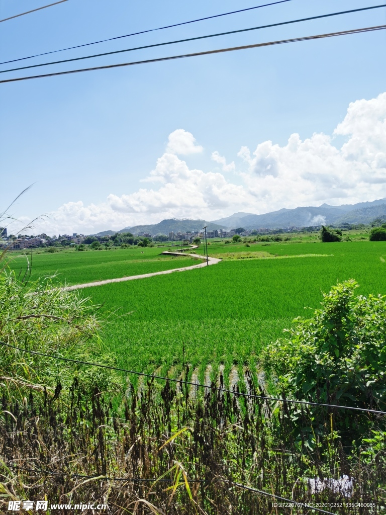 农村水稻种植风景