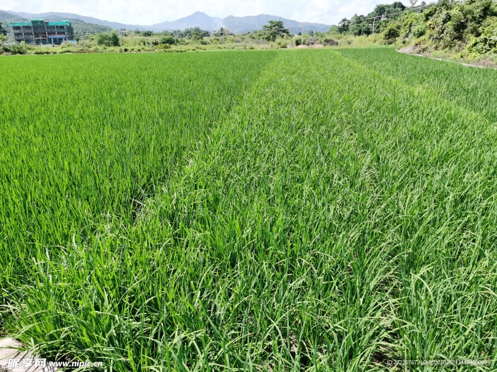 农村稻田  田园