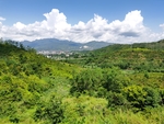 南方丘陵黄山丛林 风景