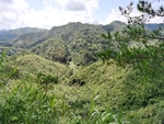 丘陵景色  山地风景  森林风