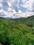 南方森林 群山常绿
