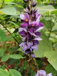 紫色的葛花